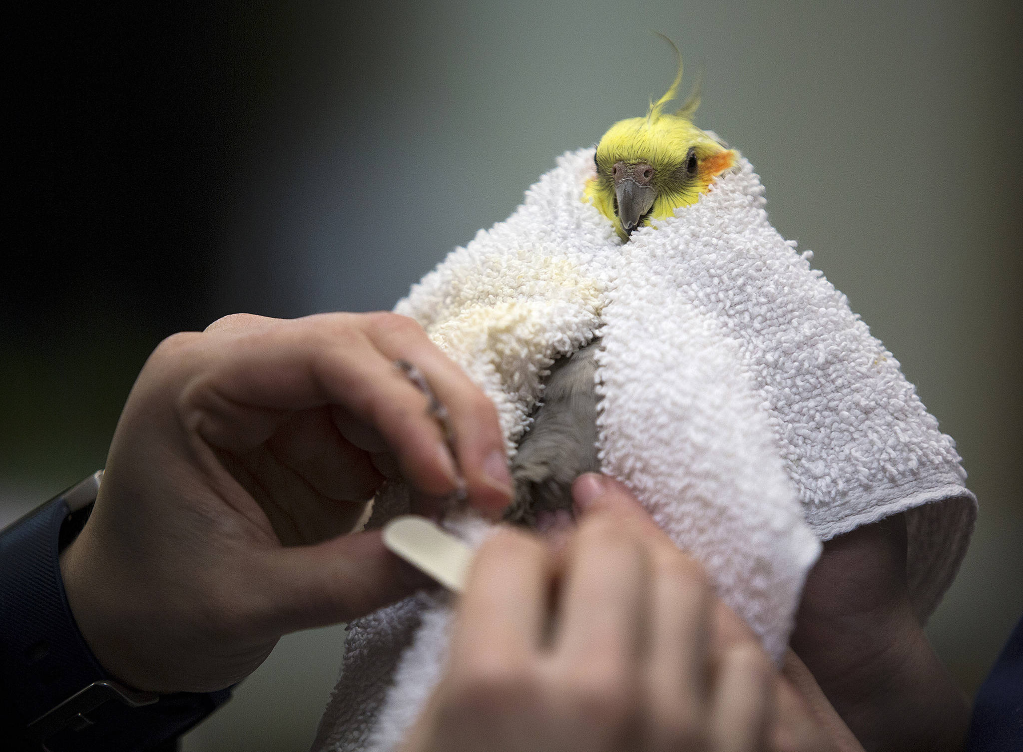 Cockatiel vets shop near me