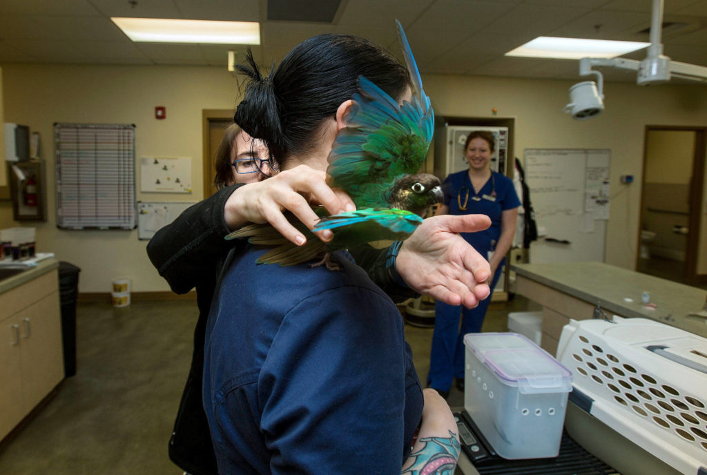 Dr. Lara Backus reaches around veterinary technician K.C. Dill toward River, a green-cheeked conure, who is avoiding going back into an enclosure after a nail trimming at Bothell’s Center for Bird and Exotic Animal Medicine. (Andy Bronson / The Herald)
