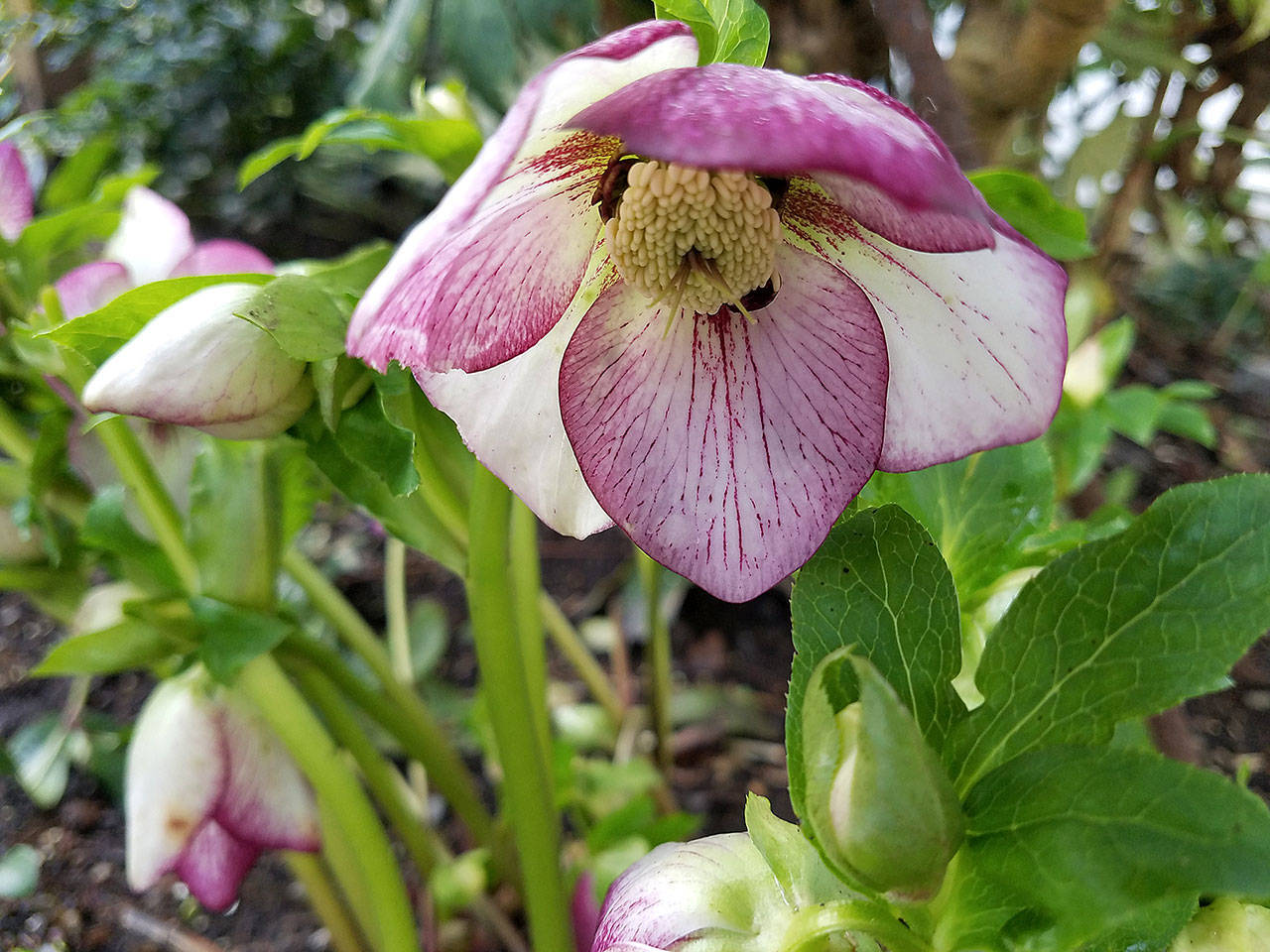 Hybrid hellebores get their common name, Lenten rose, because their rose-like flowers bloom around the beginning of Lent. (Sandra Schumacher)