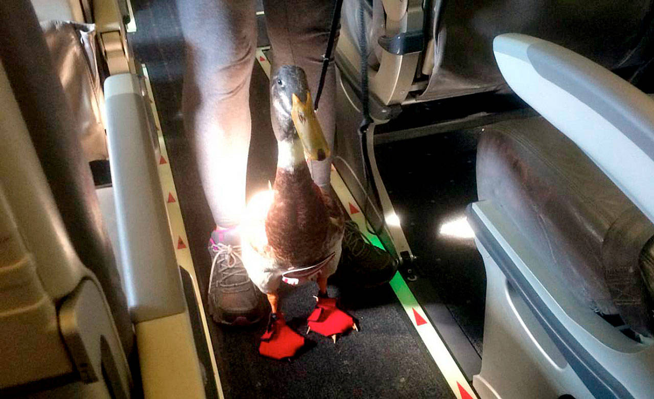 Daniel, an emotional-support duck, on board an American Airlines flight. (Mark Essig)