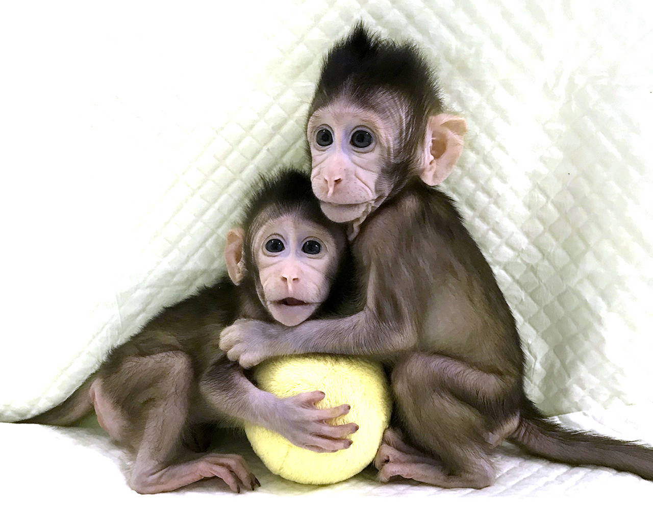 Sun Qiang and Poo Muming / Chinese Academy of Sciences                                 Cloned monkeys Zhong Zhong and Hua Hua sit together with a fabric toy.