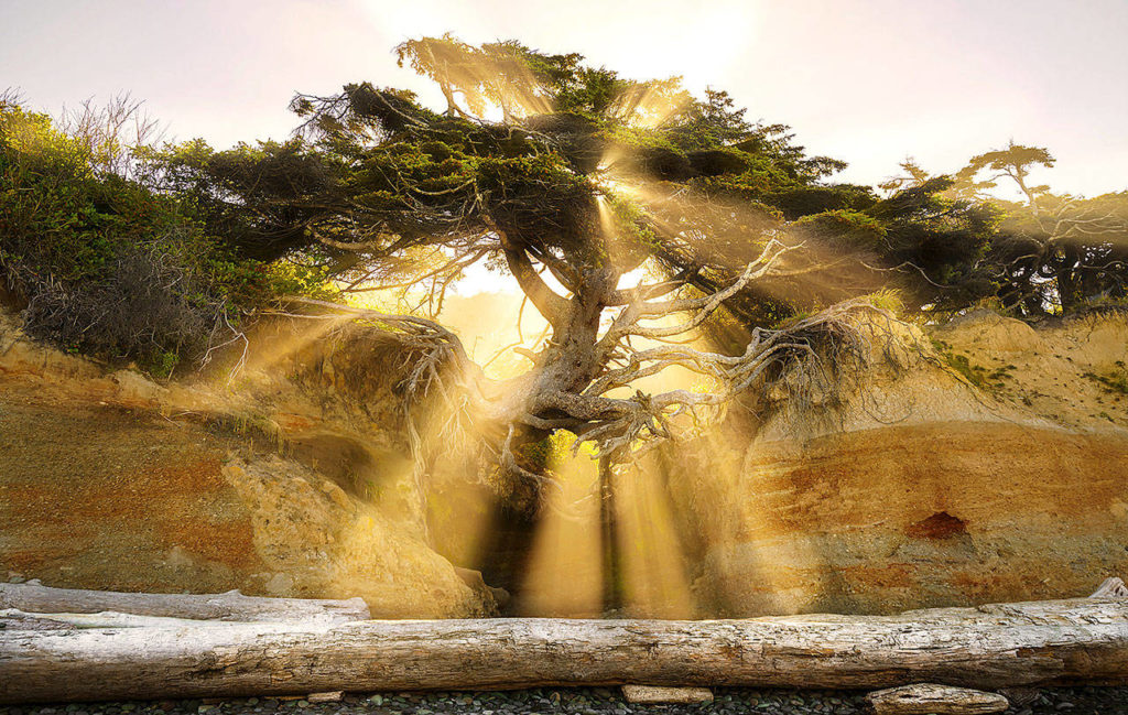 Flora and Fauna, first place: This photo of a backlight tree at Kalaloch by Daniel Patterson got him first place in the Flora and Fauna category.
