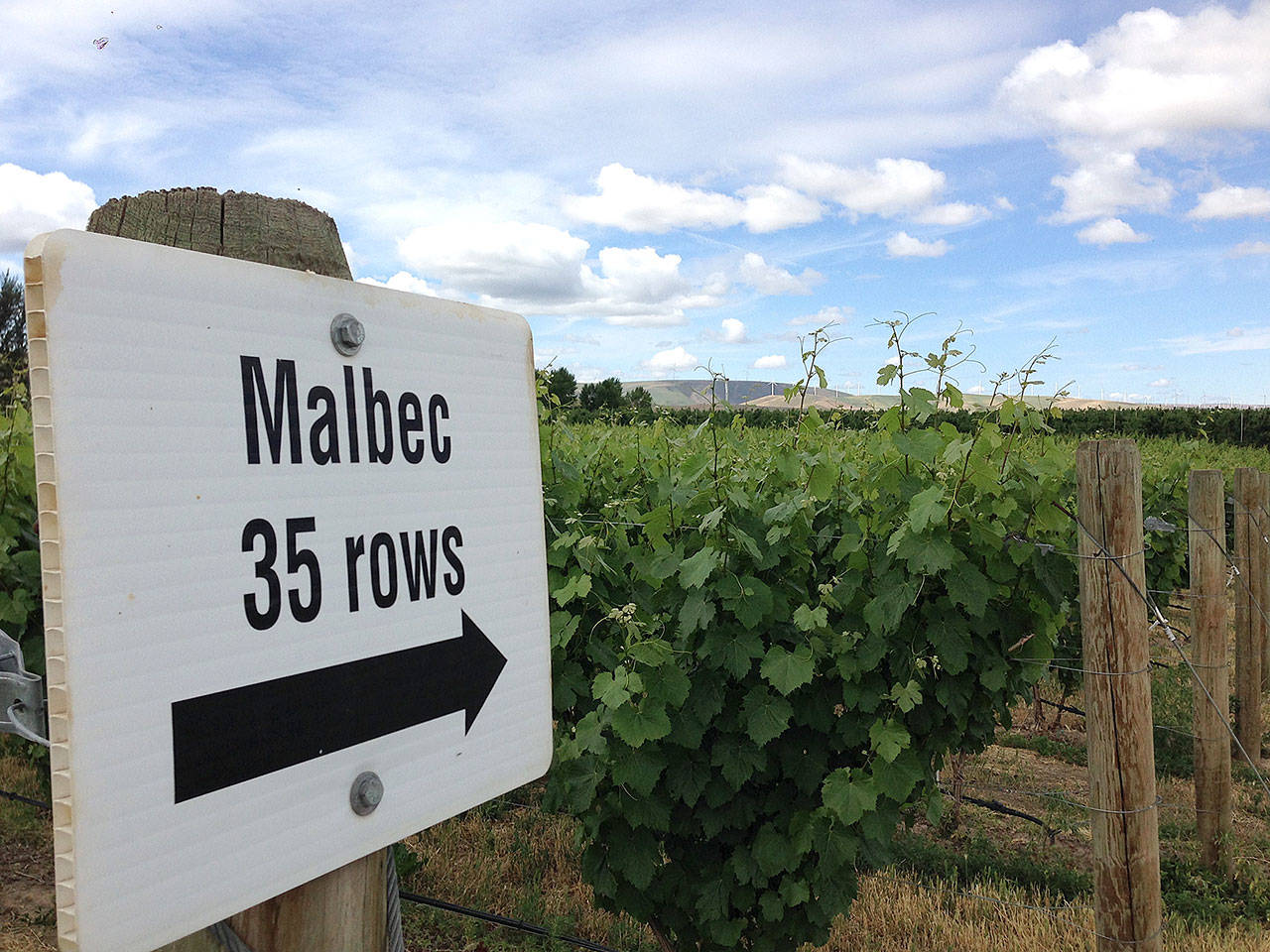 The Malbec block at Seven Hills Vineyard in the Walla Walla Valley was one of the first blocks planted in Pacific Northwest. (Andy Perdue/Great Northwest Wine)