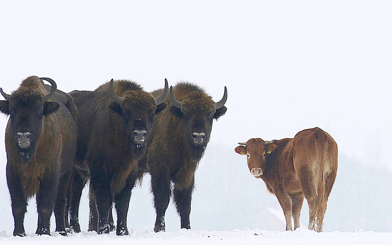 A farmyard cow, seen here Jan. 20 with a group of bison near Wasilkowo village in Poland, has chosen to roam with the bison herd since escaping its pen three months ago. (Rafal Kowalczyk via AP Photo)