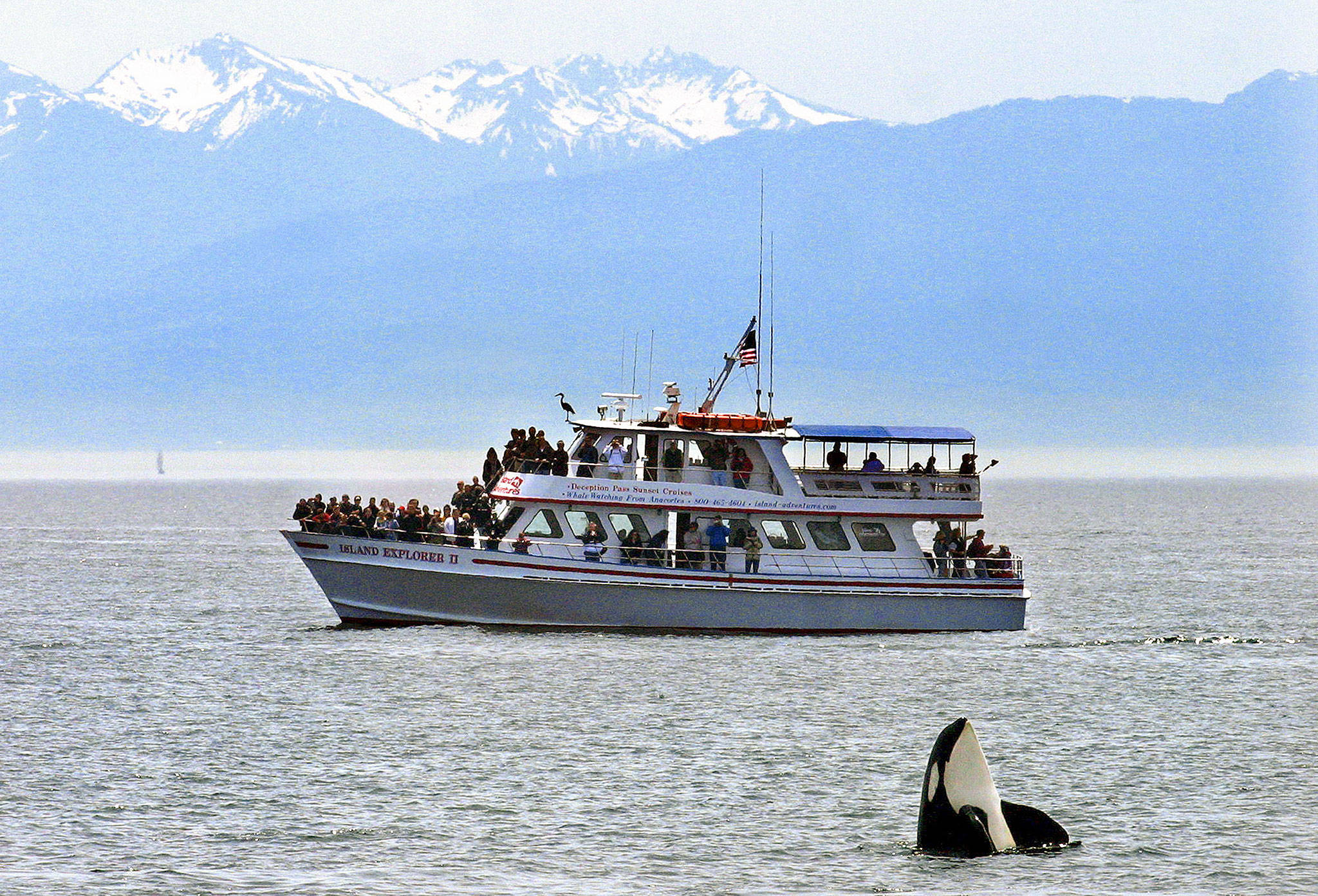 An orca whale “spyhops” out of the water as whale watchers view from a tour boat in 2003 off the southeast coast of San Juan Island near Lime Kiln State Park. Washington’s orca whale population could receive legislative support, as a Senate committee last week considered a bill that would require the state to add greater protections for the marine mammals, which are on the U.S. endangered species list. (Herald file)