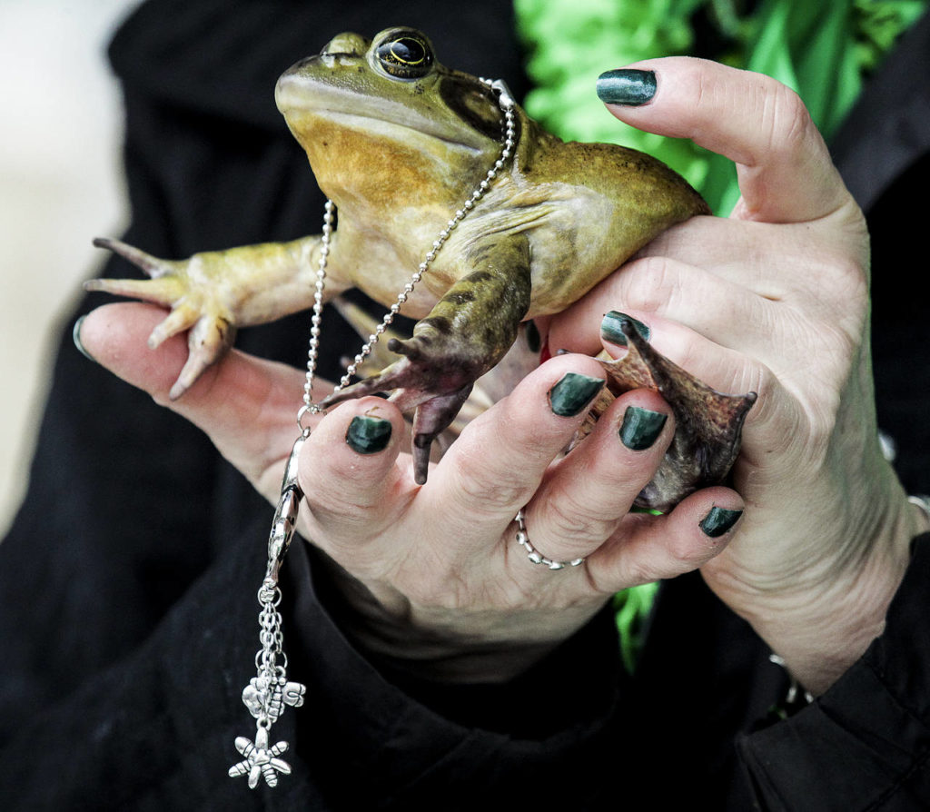 Snohomish Slew, a bullfrog, is seen at Snohomish’s 13th Annual Groundfrog Day celebration on Saturday. (Ian Terry / The Herald)
