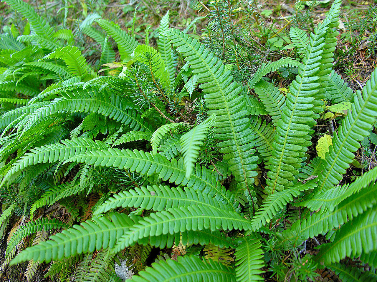 Take inspiration from your favorite hiking trail and line a shady path through your garden with deer fern. (Pam Roy)