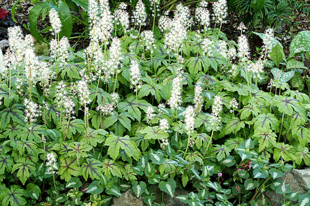 Foamflower, with its floamy white flowers in spring, is a nice addition to the woodland garden. (Terra Nova Nursery)
