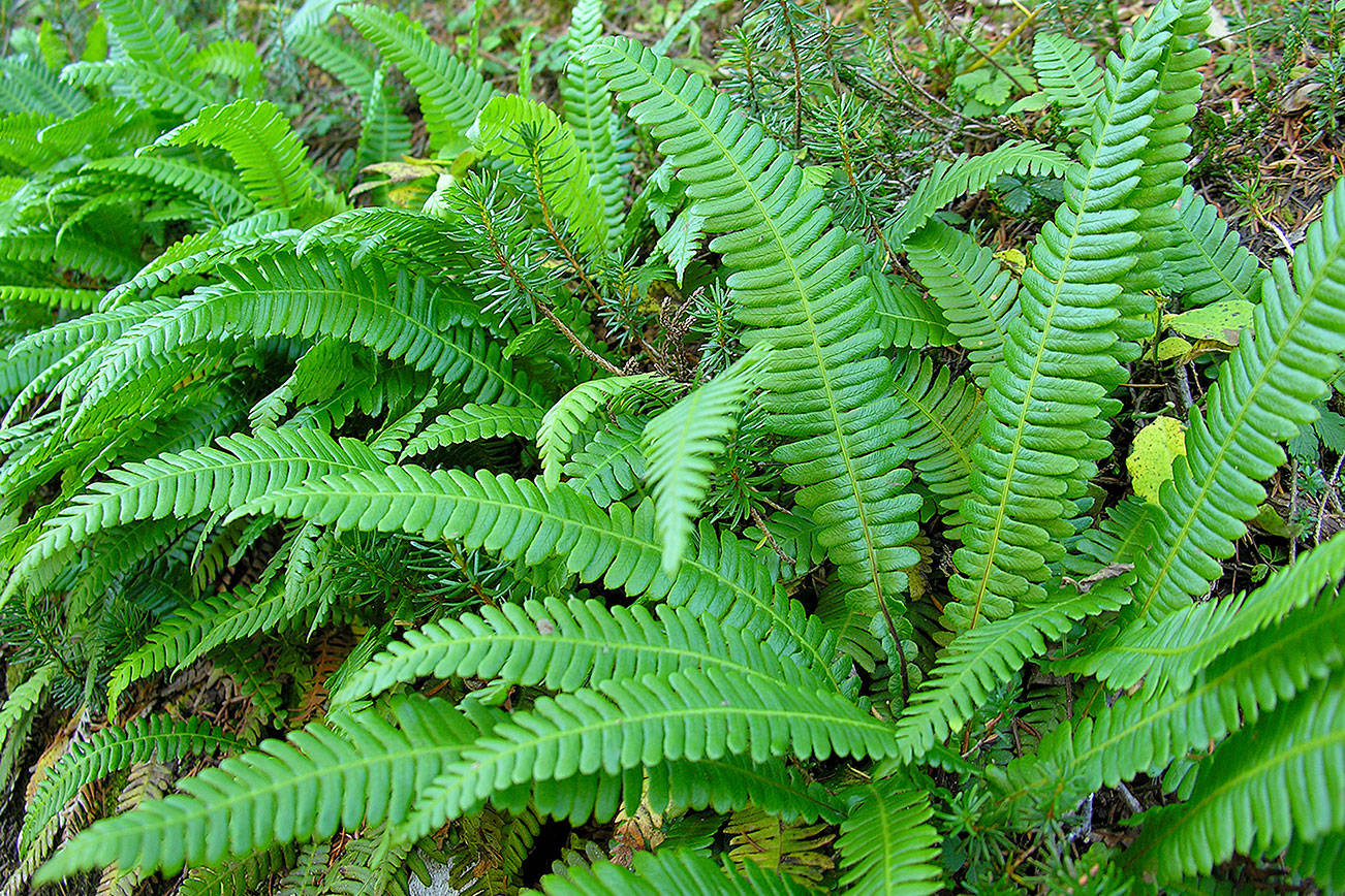 native plants Brisbane