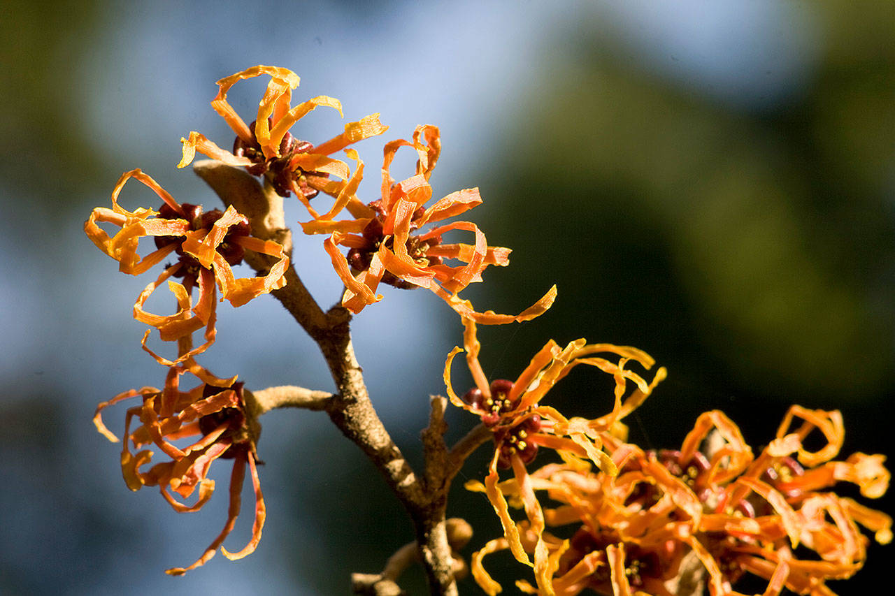 The winter-blooming shrub “Jelena” witch hazel provides great seasonal interest. (Great Plant Picks)