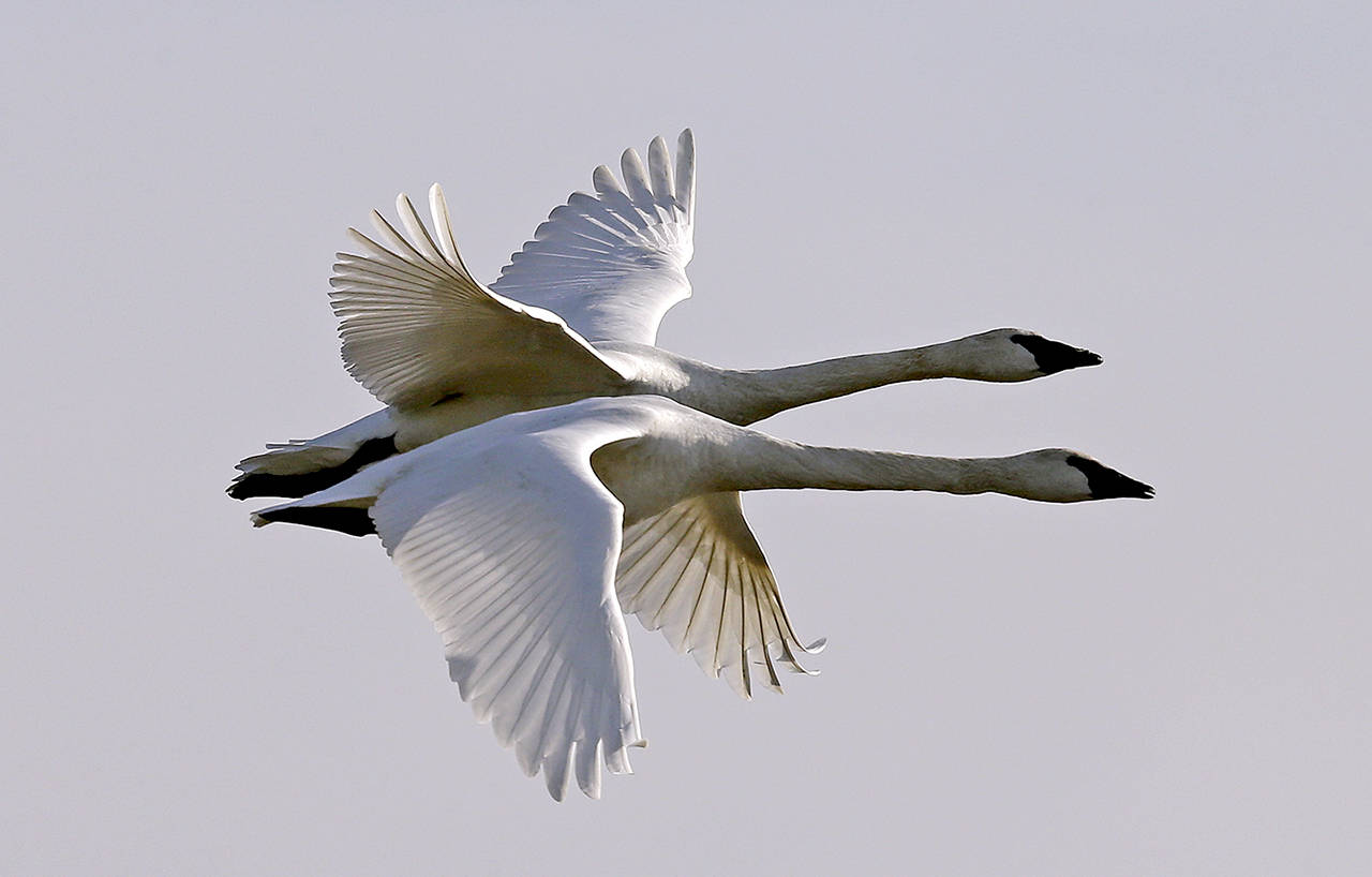 In this Dec. 8, 2017 photo, a pair of trumpeter swans fly over their winter grounds in Conway. (AP Photo/Elaine Thompson, File)