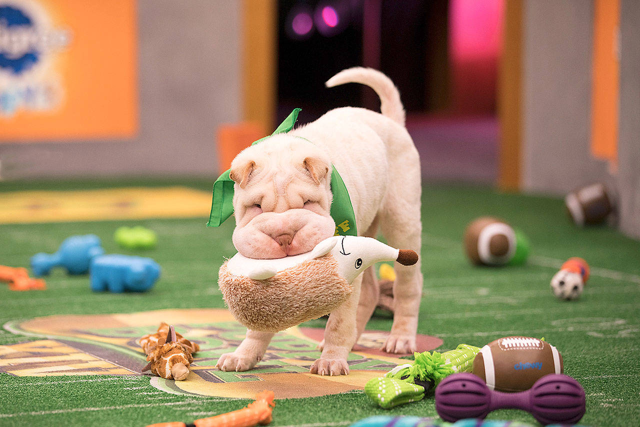 Mr. Wigglesworth takes the field for Puppy Bowl XIV. (Damian Strohmeyer/Animal Planet)