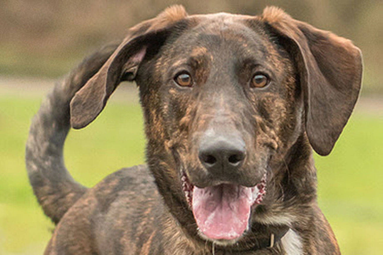 Four dogs await for new homes from Everett Animal Shelter