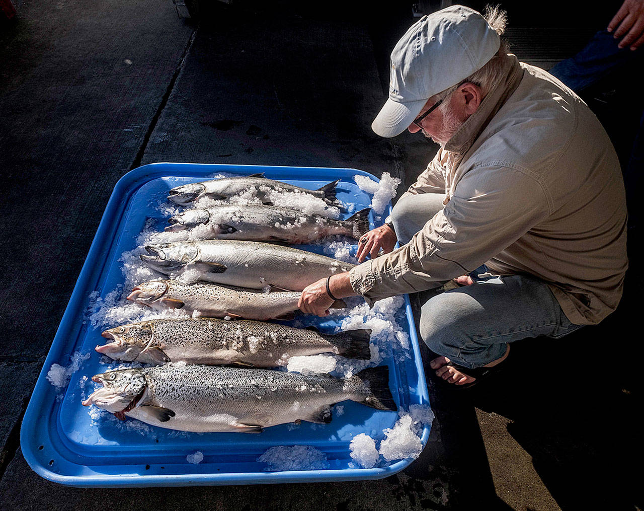 Riley Starks, of Lummi Island Wild, a wild-salmon purveyor, shows three farm-raised Atlantic salmon that were caught alongside healthy Kings in Point Williams in August, after the accidental release. (Dean Rutz / The Seattle Times file)