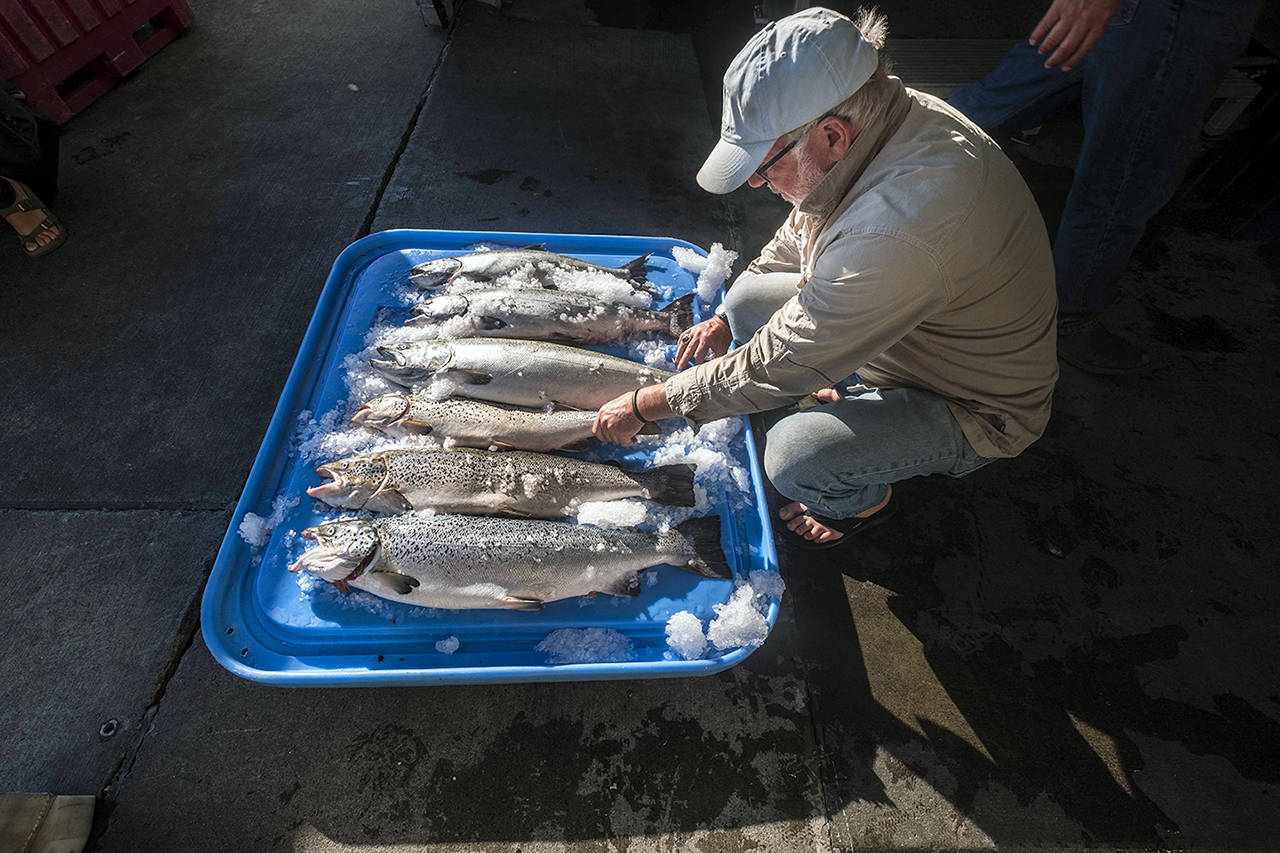 Three farm-raised Atlantic salmon were caught alongside four healthy Kings in Point Williams last summer after a net pen collapsed, releasing thousands of fish into Puget Sound (Dean Rutz/The Seattle Times via AP)