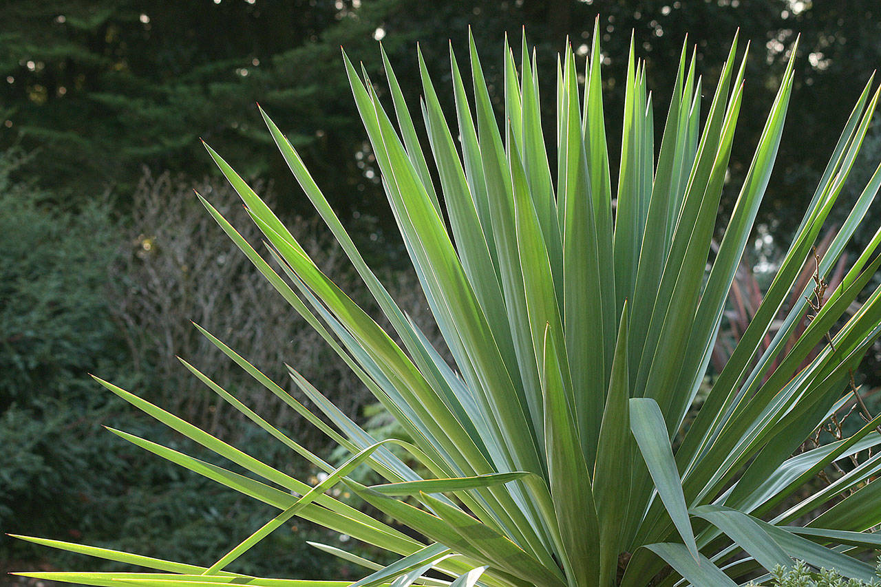 Curve-leaf yucca is a year-round evergreen with architectural qualities uncommon in Northwest gardens. (Richie Steffen)