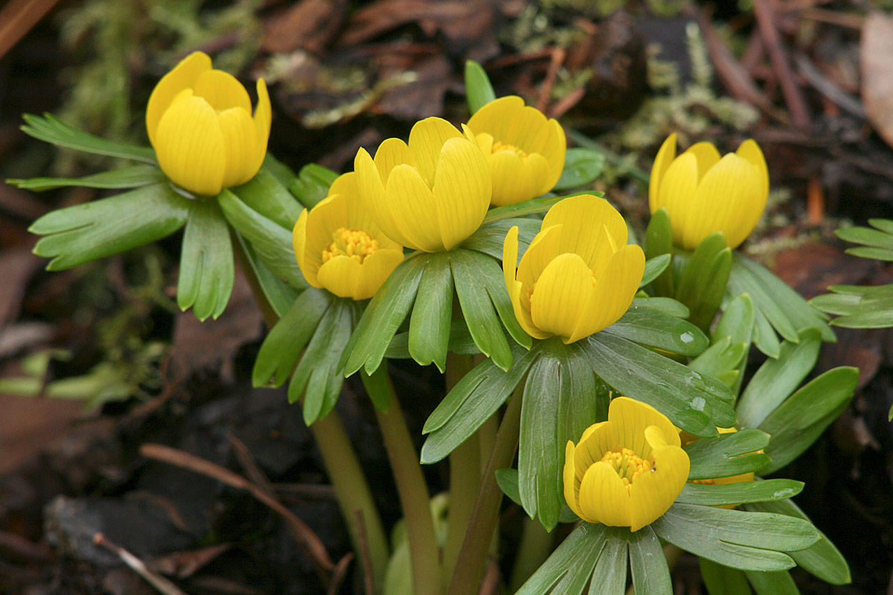 Eranthis hyemalis, which has bright yellow flowers in mid-winter, needs consistent moisture throughout the year. (Richie Steffen/Great Plant Picks)