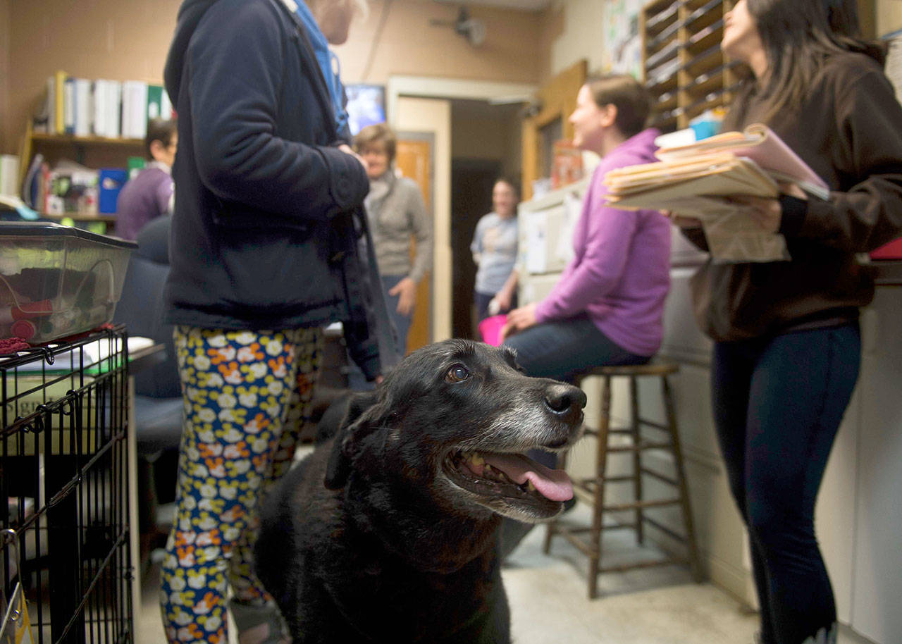 Abby looks up while waiting for the arrival of her owner at Animal Protectors of Allegheny Valley on Jan. 30. Abby and her family were reuinted after 10 years. (Nate Smallwood / Pittsburgh Tribune-Review)