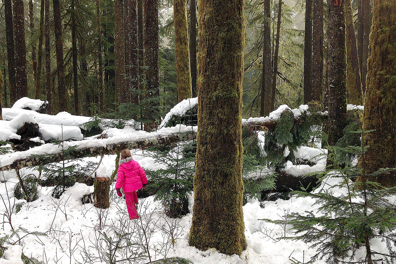 Hazel Loerch plays in the woods near the Mountain Loop Highway, where it’s gated for the winter at Deer Creek. (Jessi Loerch / Herald File)