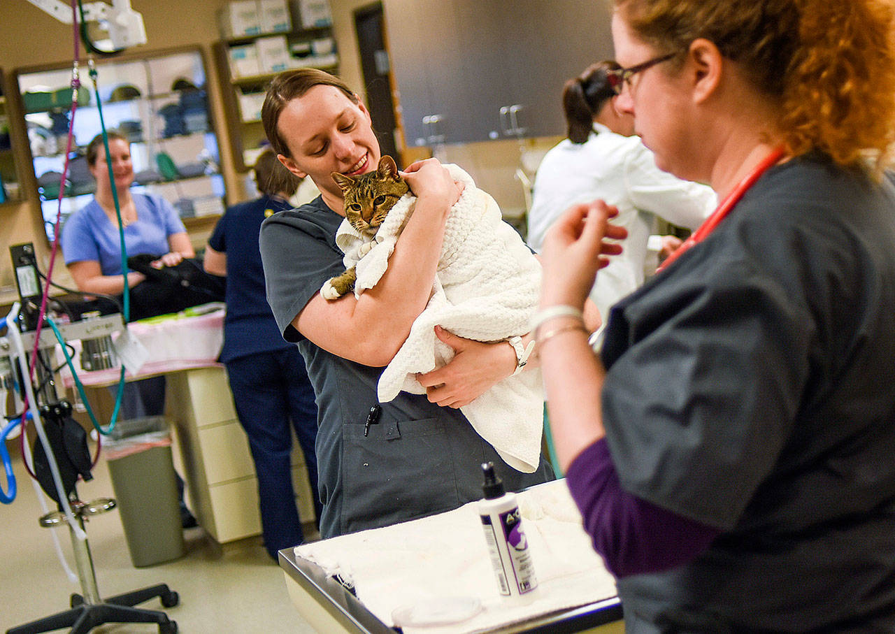 Jillian Woolley, a certified veterinary technician, takes care of a cat at Bayshore Animal Hospital in Warrenton, Oregon. Lawmakers in Washington state are considering a bill that would allow nonprofit shelters to offer a broader range of veterinary services to low-income families and seniors. (Danny Miller/Daily Astorian via AP)