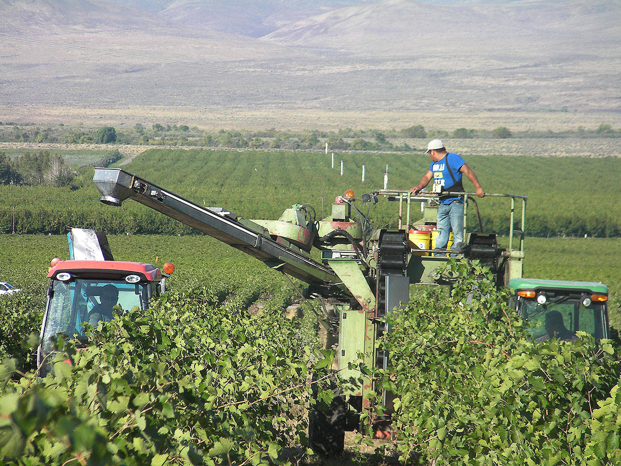 A crew mechanically harvests grapes on the western edge of the Wahluke Slope, one of the most important regions for the Washington wine industry. (Photo by Andy Perdue/Great Northwest Wine)