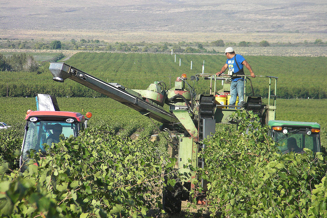 Wahluke Slope fruit plays key role for Washington’s wineries
