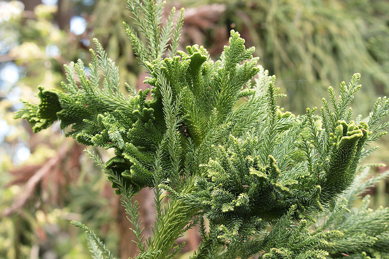 Richie Steffen                                Crested Japanese cedar has cockscomb growth that adds geometric interest to the garden.