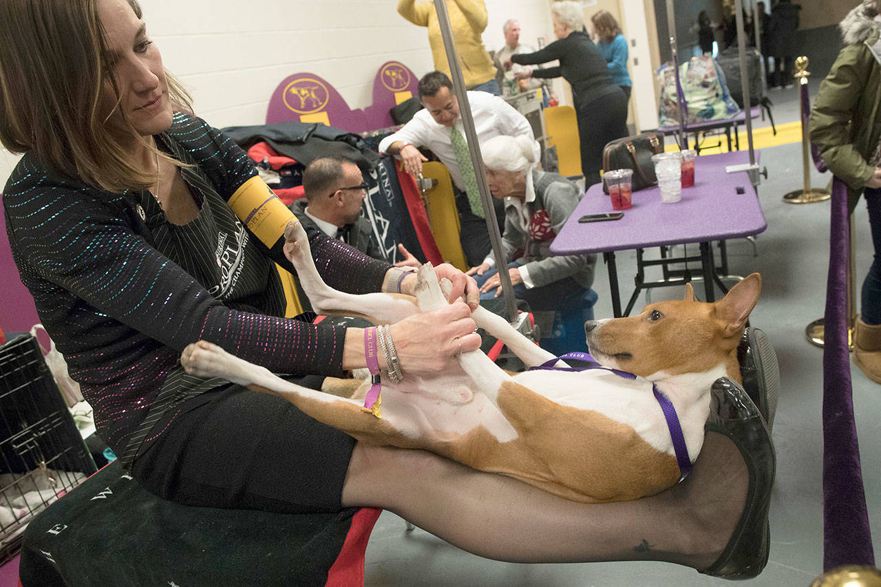 Kim Brown, holds Bazinga, a basenji, in the benching area before competing Monday during the 142nd Westminster Kennel Club Dog Show at Madison Square Garden in New York. “He likes it when I do a little fresh garlic and a little bit of Maldon salt flakes” with organic chicken breast, Brown says. (Mary Altaffer / Associated Press)