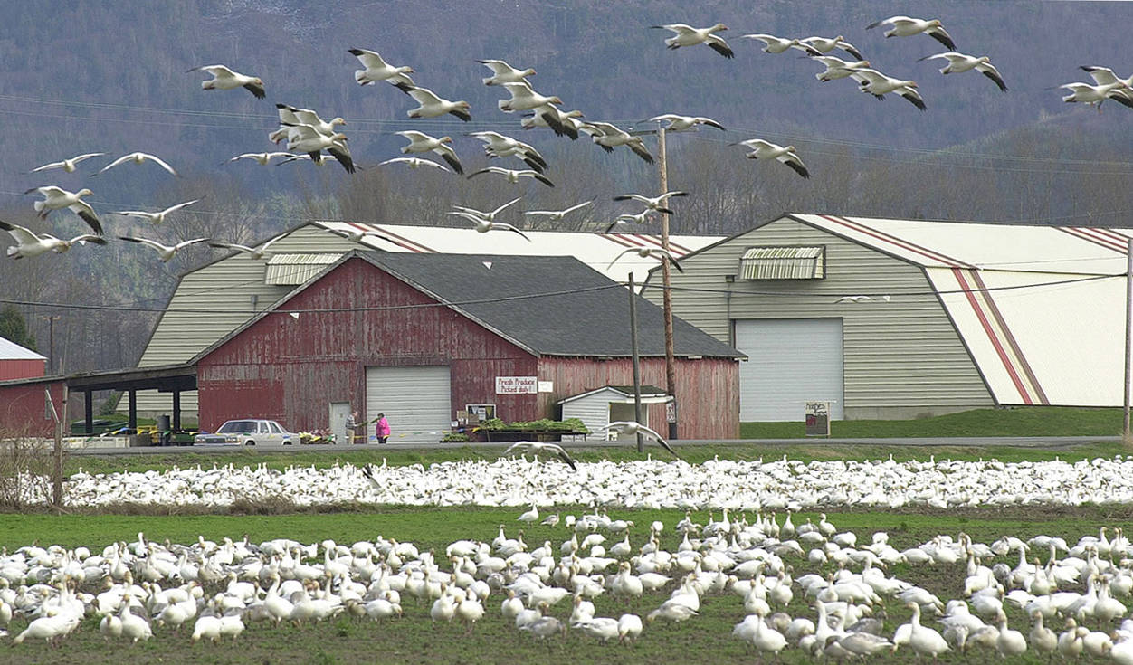See migrating snow geese at birding festival next weekend