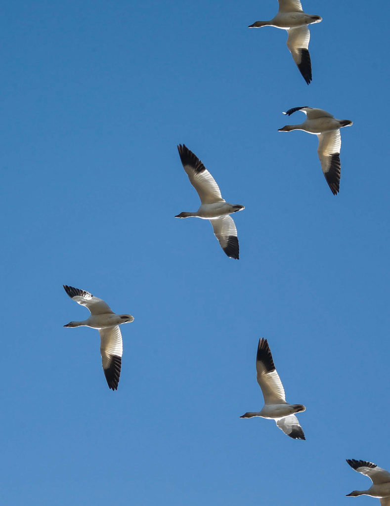 Snow geese fly over the Port Susan preserve in 2015. Tens of thousands of the geese migrate each year to the Skagit and Stillaguamish river deltas on their 3,000-mile journey to nesting grounds. (Dan Bates / Herald File)
