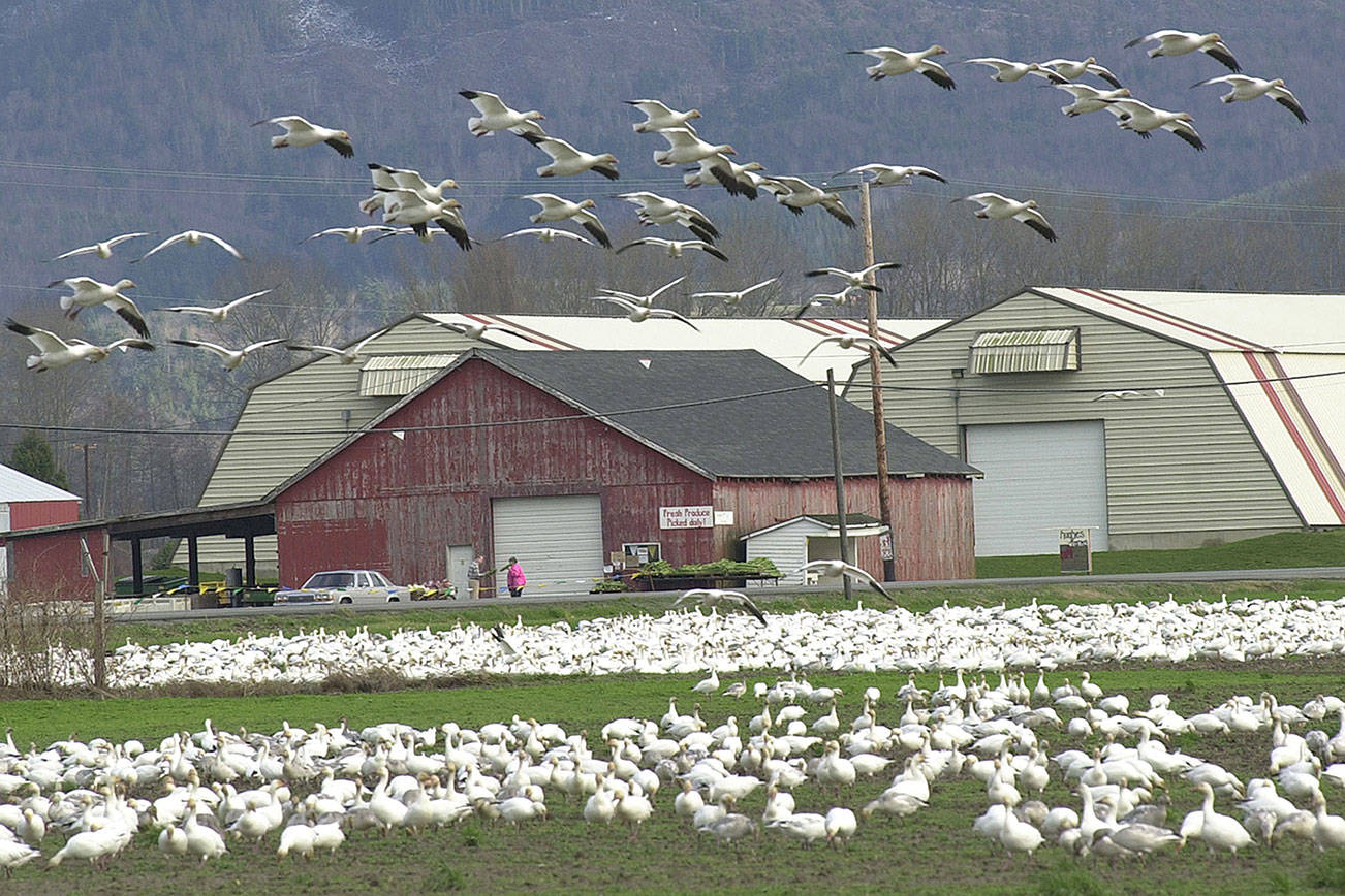 See migrating snow geese at birding festival next weekend