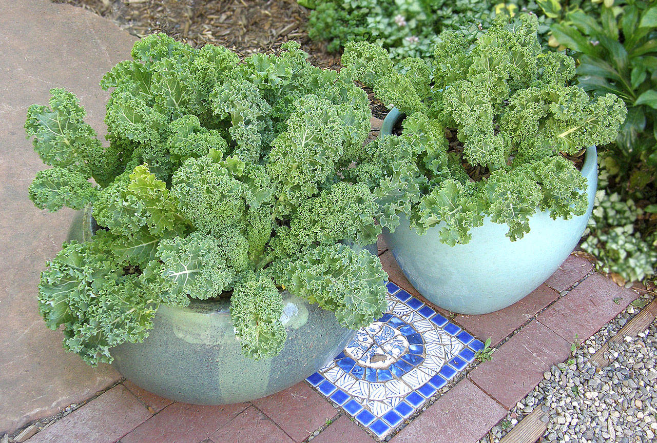“Green Curls” is a variety of kale that is perfect for a container garden. The plant features ruffled deep blue-green leaves and offers multiple harvests. (Photo courtesy of Renee’s Garden)