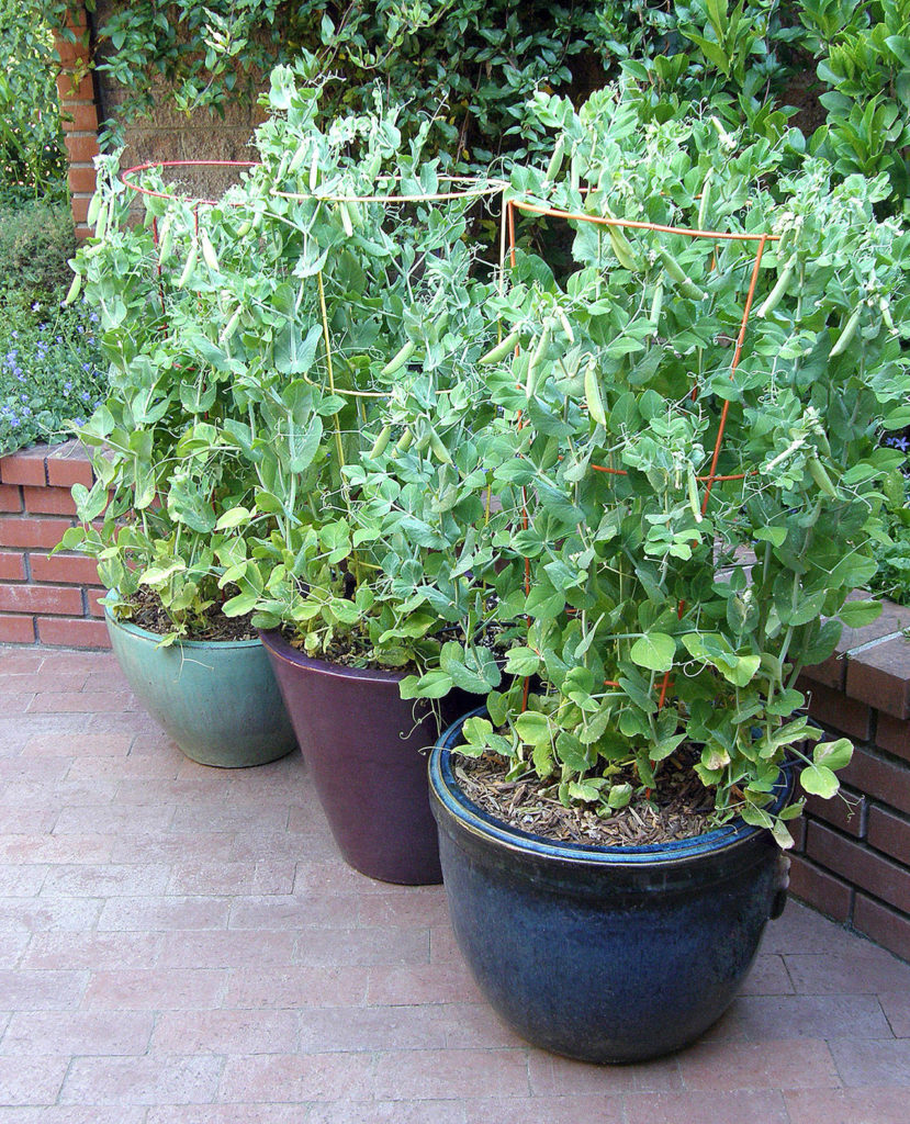 The author plans to plant the container snap pea “Little Crunch” in a pot near her front door so she can grab a quick snack on her way out. (Photo courtesy of Renee’s Garden)
