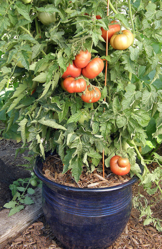 “Tasmanian Chocolate” is a new variety of container plant that produces organic heirloom tomatoes. It gets its name from its light chocolate colored fruit. (Photo courtesy of Renee’s Garden)
