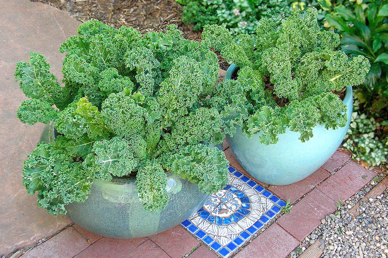 The farm-to-table concept in an easy-to-grow container garden