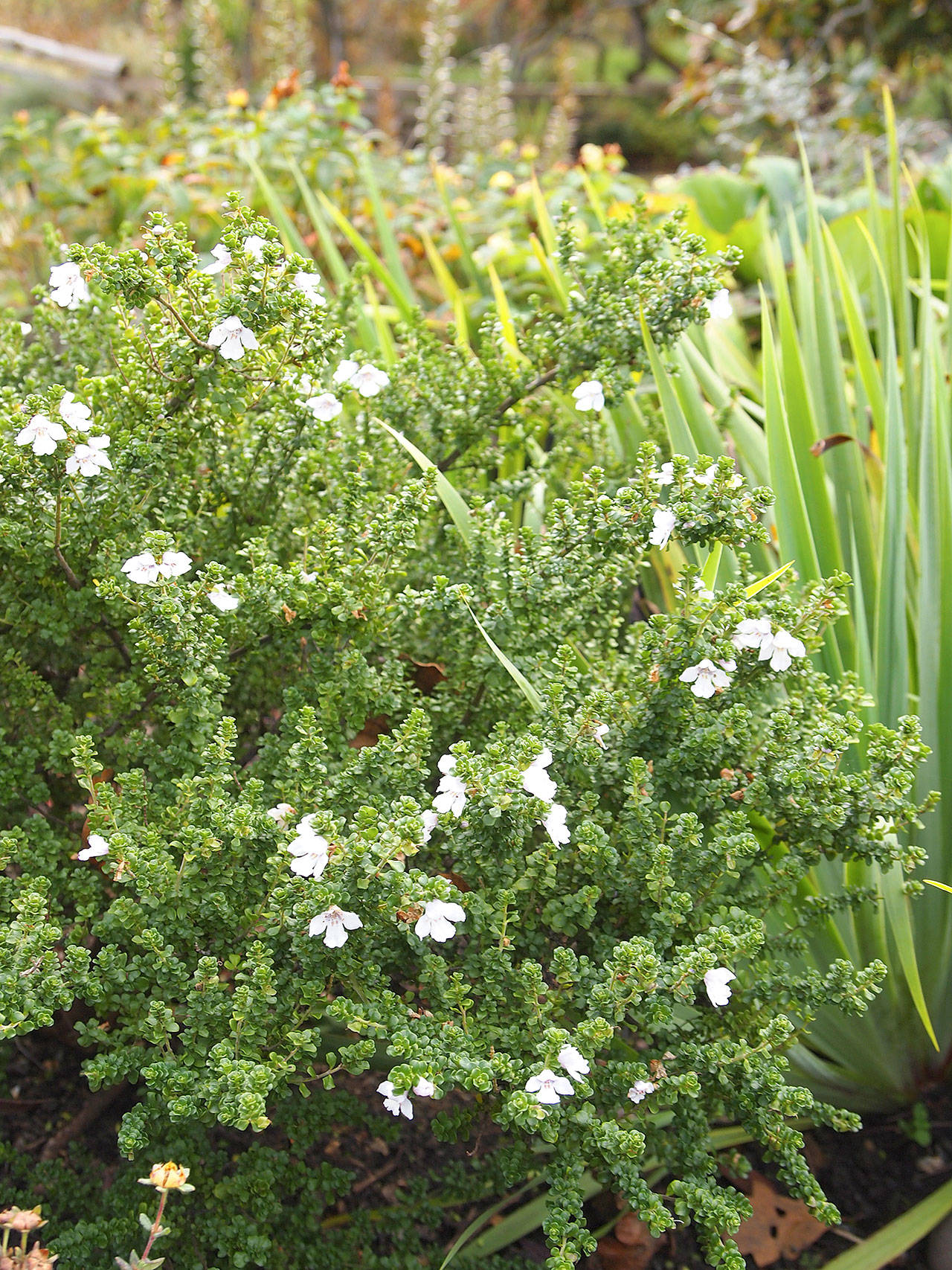 Alpine mint bush is native to Australia but grows quite well in Pacific Northwest gardens. (Richie Steffen)