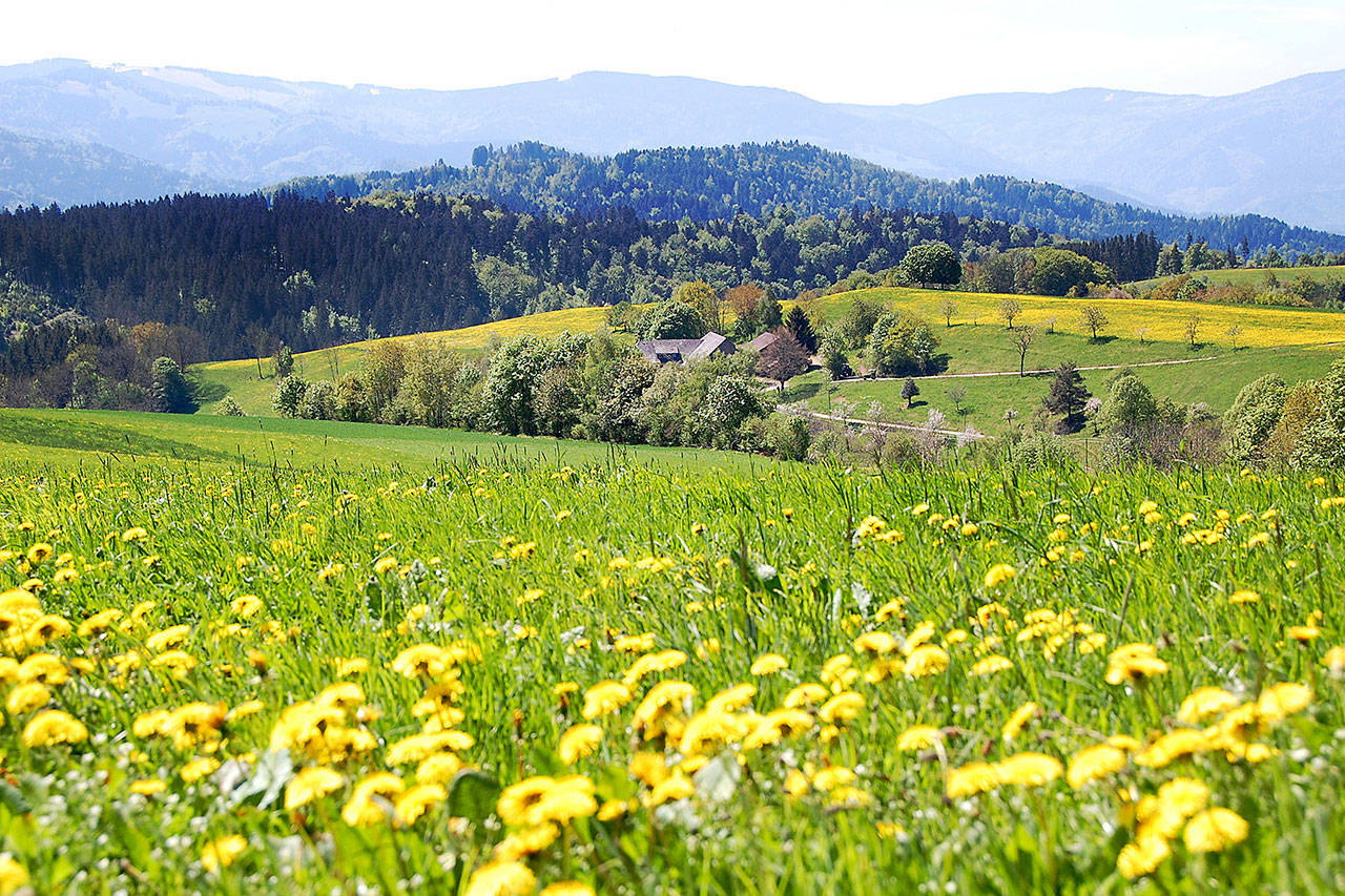 The bucolic landscape of Germany’s Black Forest is punctuated by scenic towns and memorable hiking trails. (Cameron Hewitt / Rick Steves’ Europe)
