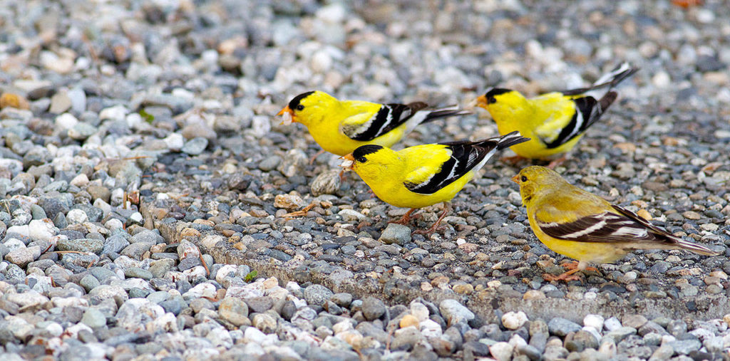 These goldfinches enjoy a gravel patch. (Photo by Mike Benbow)
