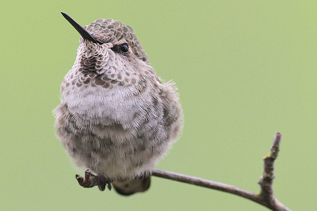 How to entice a wide range of winged friends to your yard