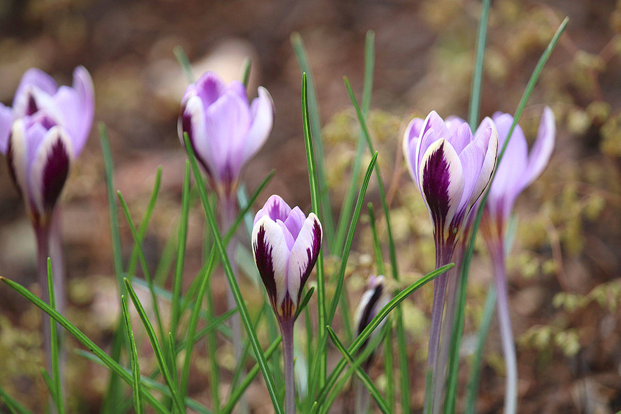 Crocus “Spring Beauty” are a harbinger of spring, bringing a burst of color to the garden. (Richie Steffen)