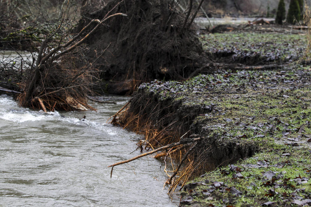 Fast moving waters of the Pilchuck River are steadily eating away at property in the Lochaven neighborhood, between Lake Stevens and Granite Falls. (Ian Terry / The Herald)
