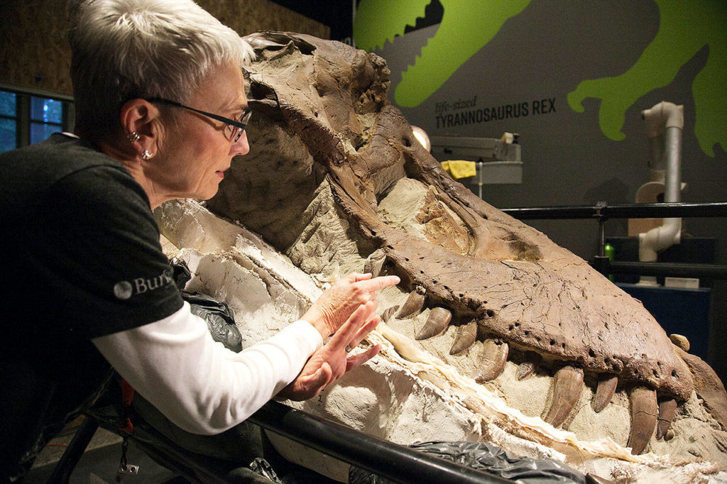 Watch paleontologists prepare the skull of the recently discovered Tufts-Love T. rex. (Burke Museum)
