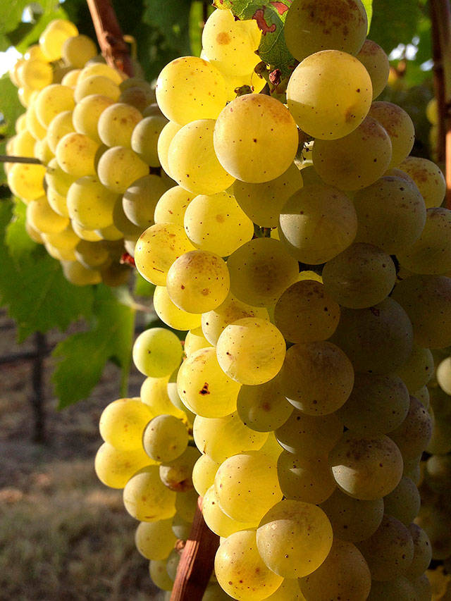 Ripe chardonnay grapes await harvest in a vineyard north of Prosser in Washington’s Yakima Valley. (Photo by Andy Perdue/Great Northwest Wine)                                Ripe chardonnay grapes await harvest in a vineyard north of Prosser in Washington’s Yakima Valley. (Photo by Andy Perdue/Great Northwest Wine)