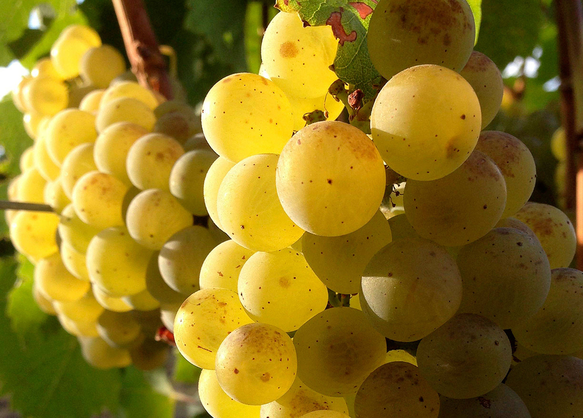 America’s favorite wine is well-represented in the Northwest