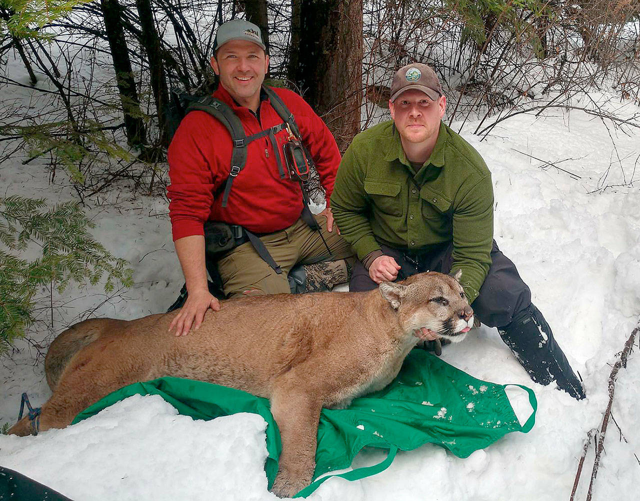 Brian Kertson (right) and Bart George sit next to a 197-pound cougar they caught and collared on Monday. Kerston, who is 6-foot-2 and 270, said the tom cat’s forearms made his arms look puny. (Brian Kertson via the Spokesman-Review)