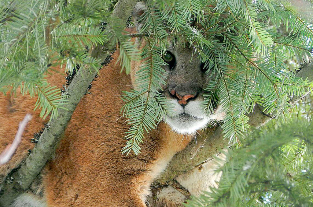 A 197-pound cougar perches after being treed by hounds on Monday. The cougar is the largest recorded tagged cat in Washington. Biologists placed a tracking collar on the animal as part of a larger predator/prey study. (Katie Kern via the Spokesman-Review) 
