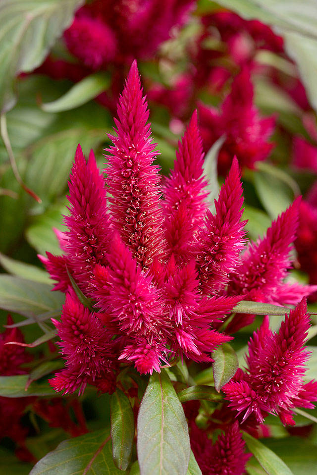 Intenz Lipstick plants will reach about 18 inches tall. (Ball Horticultural)