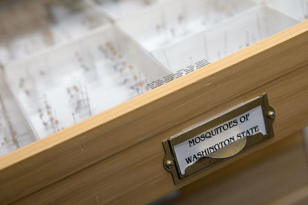 A drawer of mounted mosquitos, around 50 species, at the WSU Extension Office. (Andy Bronson / The Herald)
