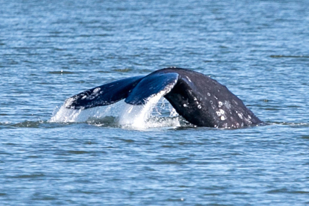 A gray whale prepares to dive Sunday afternoon on Possession Sound on March 11, 2018. (Kevin Clark / The Daily Herald)
