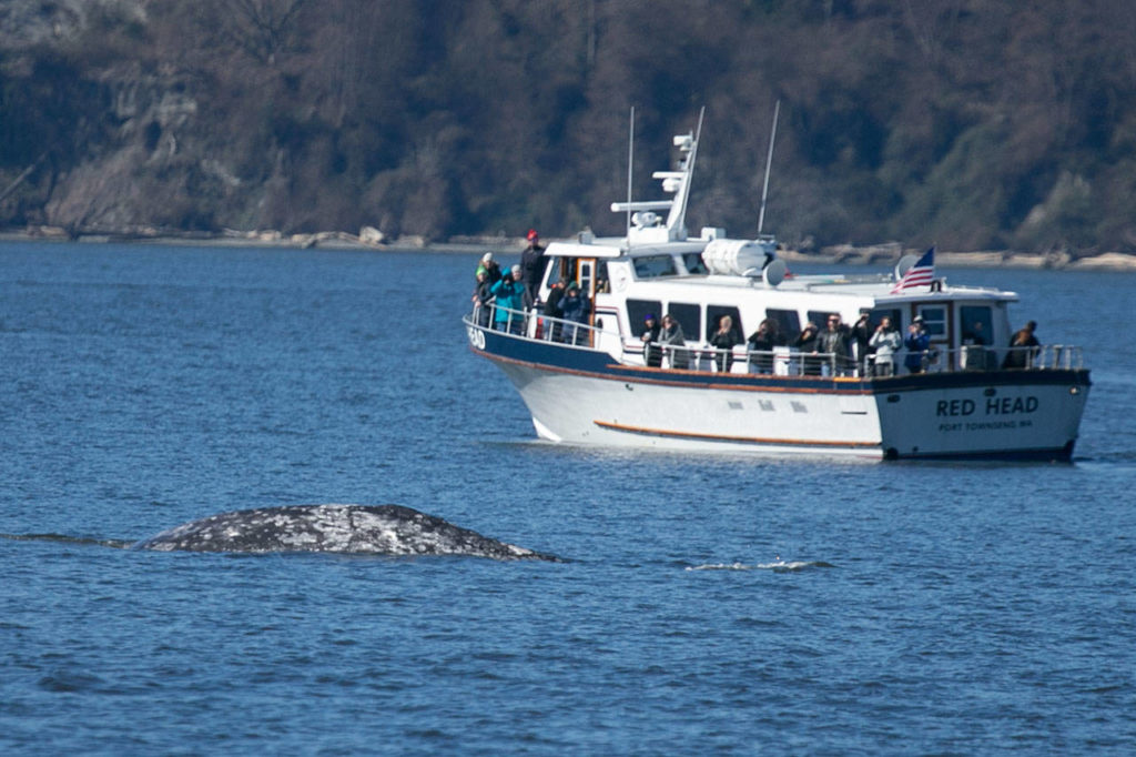 Whale watchers get a good look at a gray whale. The animals stop in local waters to feed on their way to Alaska from Mexico. (Kevin Clark / The Herald)
